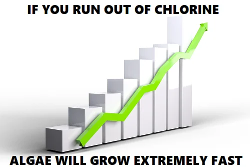 algae growth in pool water