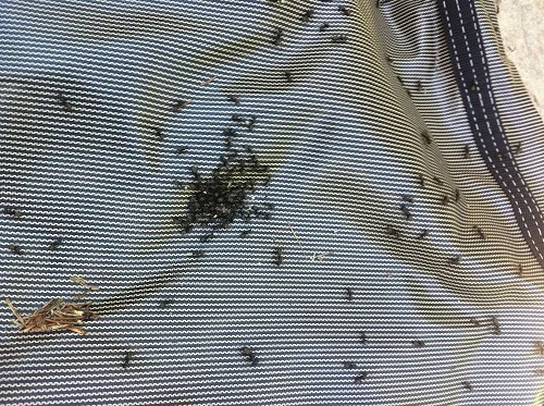 ants chewing holes in pool cover