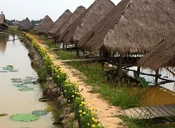 Lotus farm in Siem Reap Cambodia