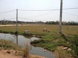 cows grazing in Cambodian field