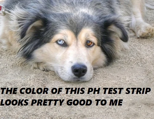 Testing Pool Water By Eye