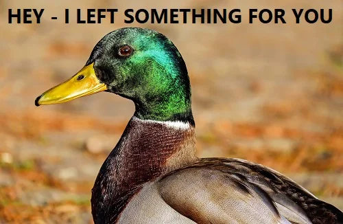 Keep ducks out of your pool