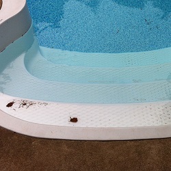 kidney pool safety cover
install