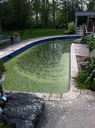 green pool water