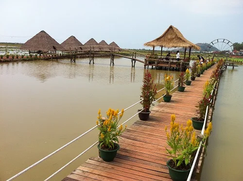 Lotus farm in Cambodia