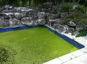 Green Olympic Pool
