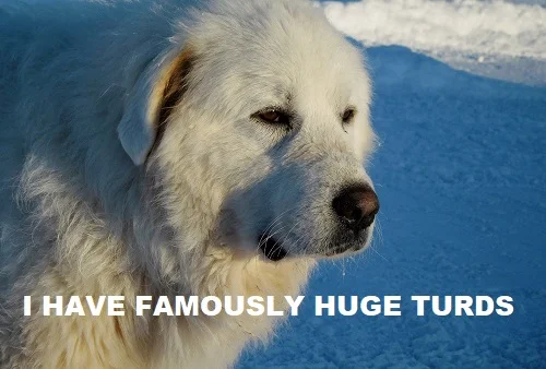 dog with famously huge turds