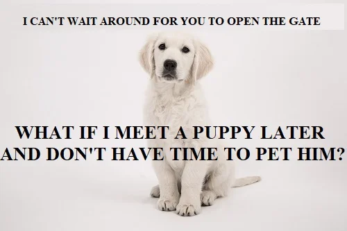 what if I don't have time to pet this puppy