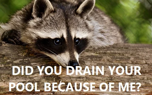 draining your pool because of a raccoon