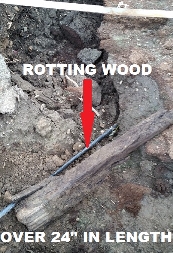 rotting roots from a nearby tree
