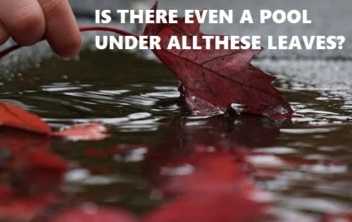 scooping leaves off a pool in the spring