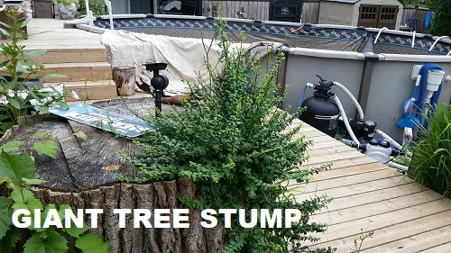 giant tree stump near to pool location