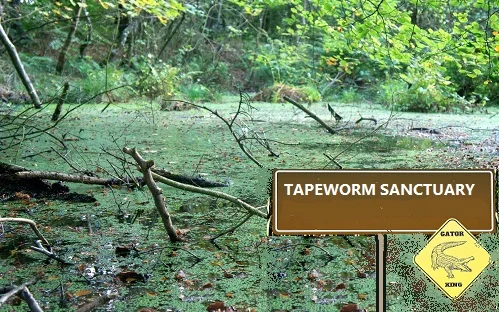 swimming pool swamp water