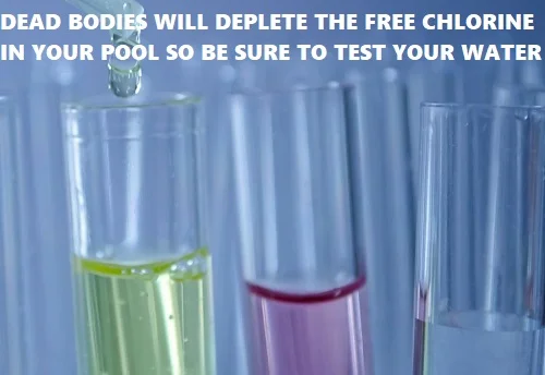 testing pool water